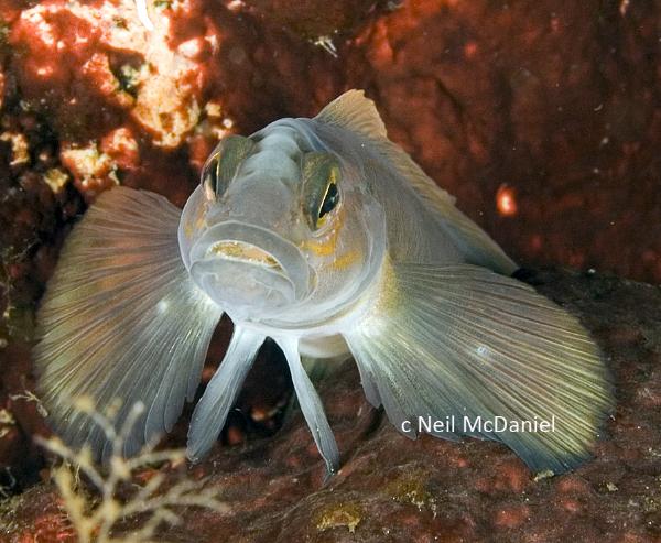 Photo of Ronquilus jordani by <a href="http://www.seastarsofthepacificnorthwest.info/">Neil McDaniel</a>